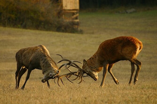 Private 2-Day Wildlife Watch Excursion With 4x4 Vehicle in Kosd - Additional Considerations
