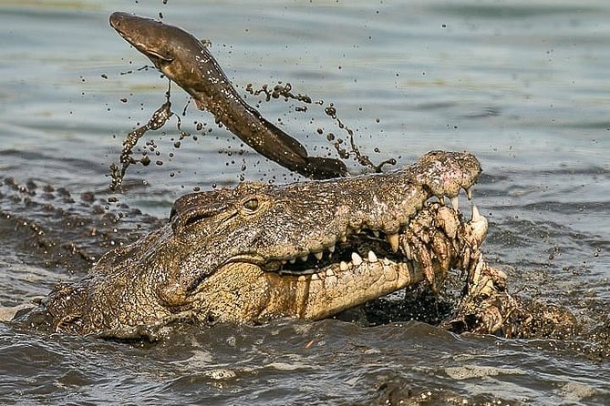 Private 3 Day Luxury Wildlife Migration Safari - Travel Insurance Details