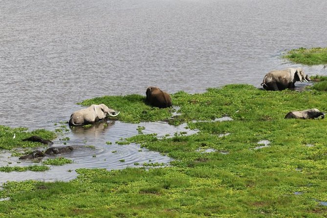 Private 6-Day Camping Tour: Amboseli, Lake Nakuru, and Masai Mara Safari - What to Expect