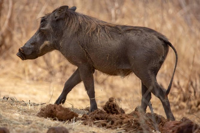Private 6-Day Wildebeest Migration Safari + Hazdabe Lake Eyasi - Amenities Provided
