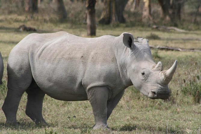 Private 6 Days Aberdares, Lake Nakuru and Masai Mara Wildlife Safari - Pricing and Group Size Information