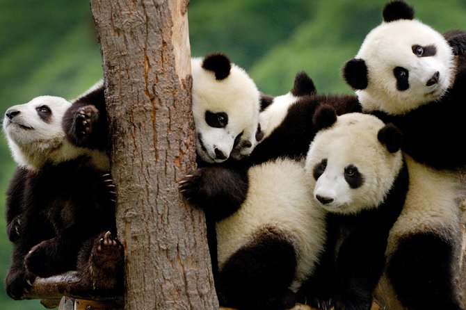 Private Chengdu Highlights Day Trip: Panda Base and City From Beijing by Air - Pricing and Availability