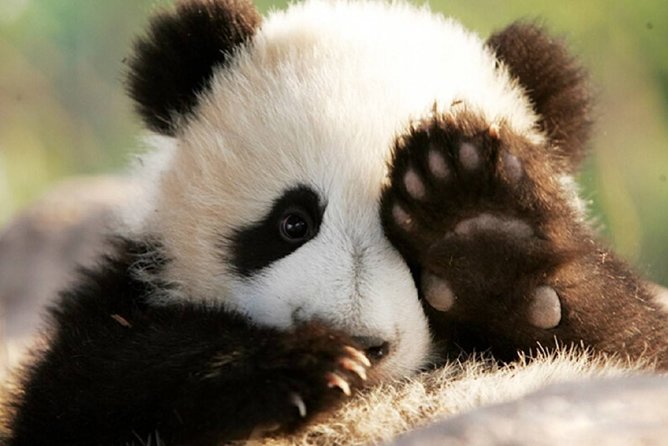 Private Chengdu Highlights Day Trip: Panda Base and City From Xiamen by Air - Location Overview