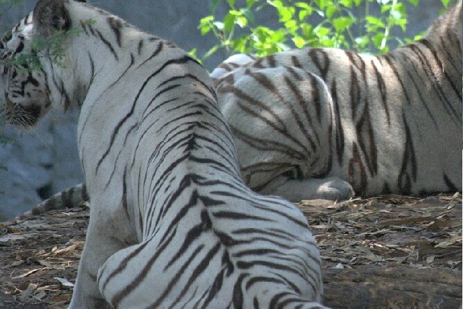 Private Day Tour Of Arignar Anna Zoological Park From Chennai - Additional Information