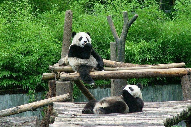 Private Day Tour to Chengdu From Beijing by Air: Leshan Giant Buddha and Pandas - Expectations and Policies