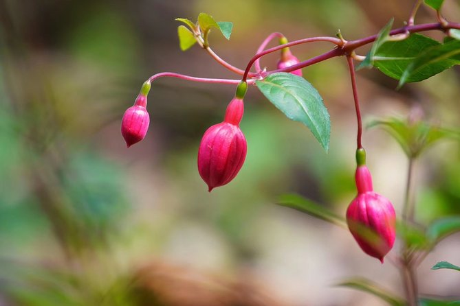 Private Day Tour to South China Botanical Garden From Guangzhou - Meeting Points
