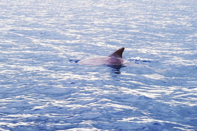 Private Dolphin Watching Experience in Zanzibar - Booking Information