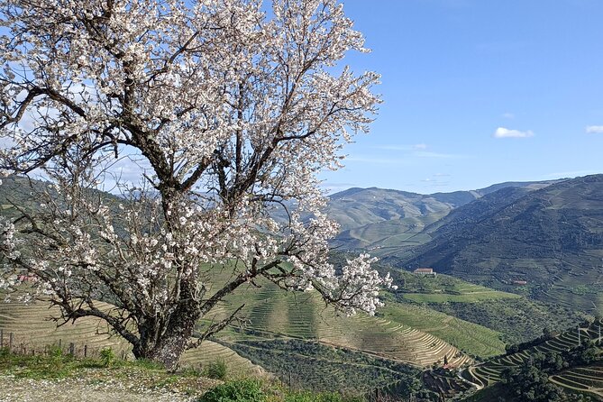 Private Douro Wine Tour - Wine Tasting Experience