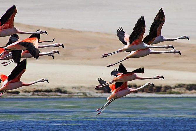 Private Full Day Paracas From Lima - Frequently Asked Questions