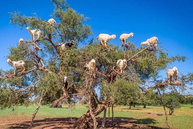 Private Full-Day Trip From Marrakech to Essaouira - Price Details