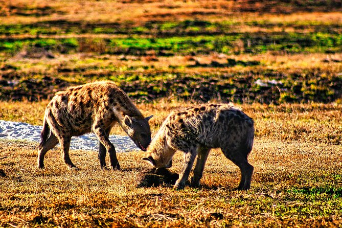 Private Game Drive in National Park With High Tea - Additional Tips for Travelers