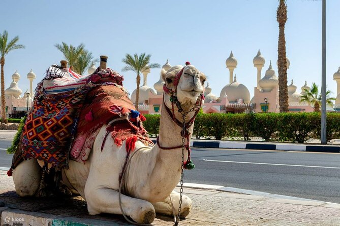 Private Guided City Sightseeing Tour in Sharm El Sheikh - Cancellation Policy