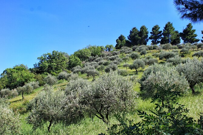 Private Guided Sicilian Winery Visit With Lunch - Reservation and Cancellation Policy