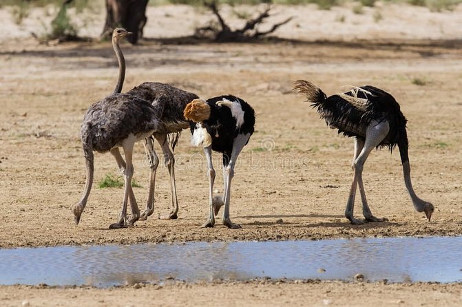 Private Highlights Of Namib Dunes Experience - Meeting and Pickup Information