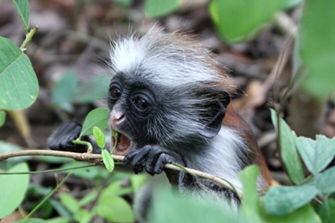 Private Jozani Forest Tour With Spice Farm Experience - Pick-Up Options