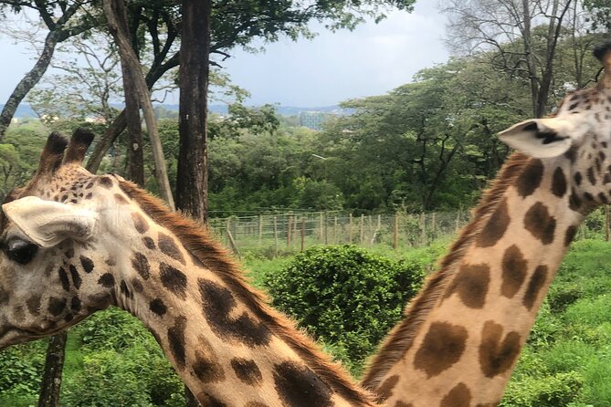 Private Nairobi Day Tour to Giraffe Center and Karen Blixen - Cancellation Policy