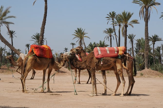 Private Palm Grove Camel Ride With A Tea Break. - Important Reminders