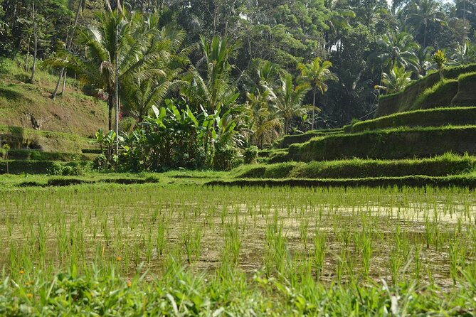 Private Romantic Tour in Ubud With Guide - Price Information
