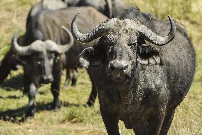 Private Safari at Yala National Park - Infant Seats Availability