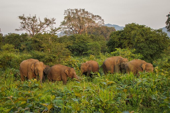 Private Safari Camping in Buttala - Cancellation Policy