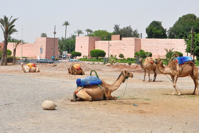 Private Sunset Camel Ride in the Palm Grove of Marrakech Palmeraie:Private Tour - Booking Information