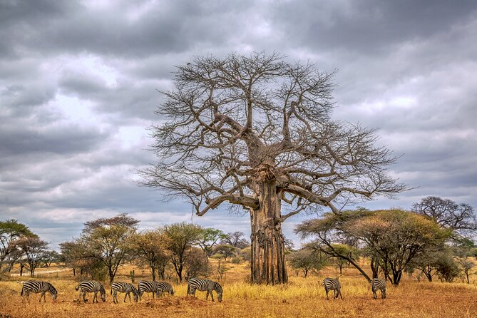 Private Tarangire National Park Day Tour - Pickup Information