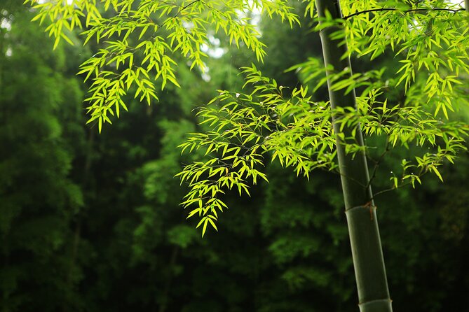 Private Tea Mountain and Bamboo Sea Day Tour - Tips for Travelers