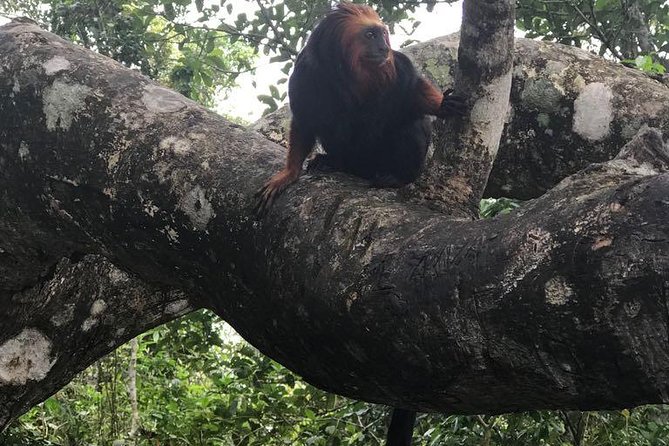 Private Tijuca Forest and Christ the Redeemer Tour - Pricing and Policies