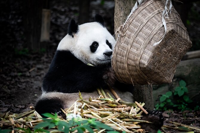 Private Tour Chengdu Panda Breeding Center With Volunteer - Cancellation Policy