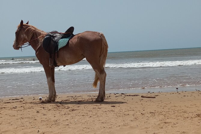 Private Tour in Essaouira Mogador and the Portuguese Fortress - Reservation Guidelines