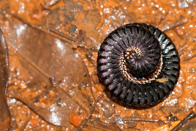 Private Tour Sinharaja Rain Forest From Colombo - Meeting and Pickup