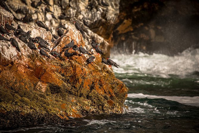 Private Tour to Paracas National Reserve - Excluded Expenses