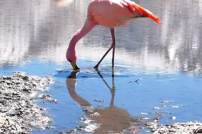 Private Tour to Uyuni Salt Flats With Pick up From Hotels in Colchani - Inclusions