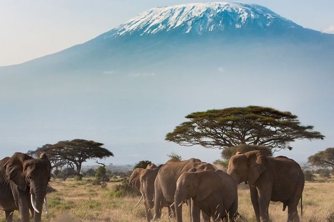 Private Transfer From Bole Airport Addis Ababa (Add) to Addis Ababa - Cancellation Policy