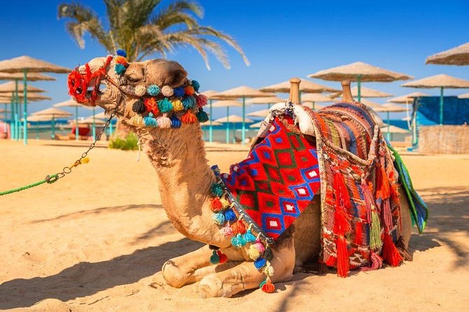Private Transfer From Luxor to Hurghada - Participant Requirements