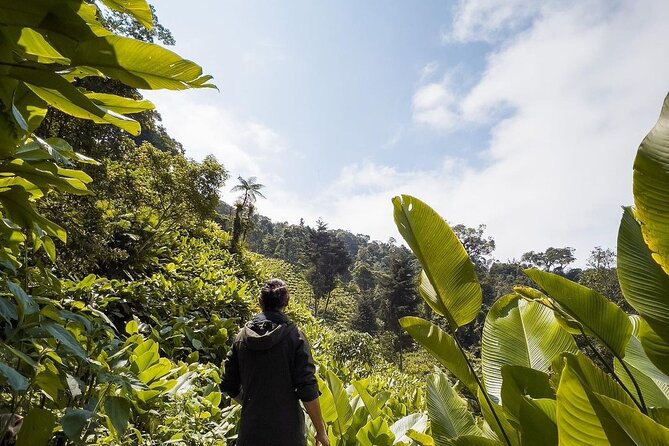 Quetzal Quest Birdwatching Adventure at Rey Tepepul Lookout