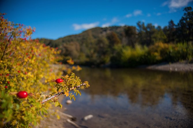 Quila Quina and Mapuche Community From San Martin De Los Andes - Tour Details