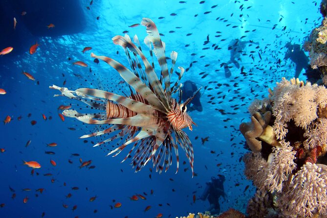 Ras Mohammed and White Island Luxurious Cruise With Lunch - Participation Guidelines