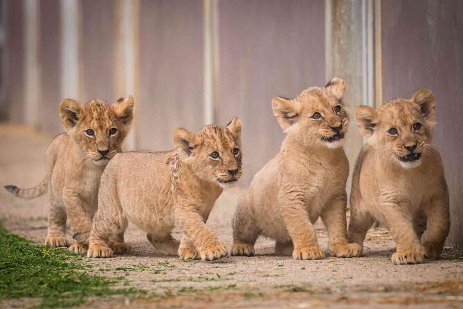 Rhino and Lion Park Safari Tour - Itinerary Highlights