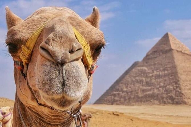 Ride a Camel at the Pyramids Area - Operated by and Cancellation Policy