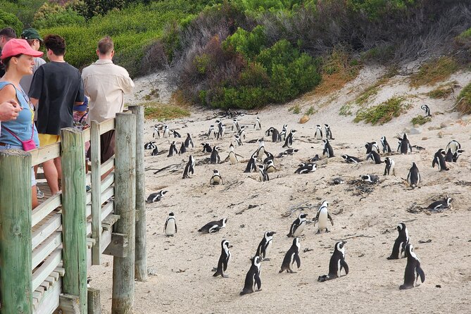 Robben Island, Penguins,Cape of Good Hope Private From Cape Town - Additional Info