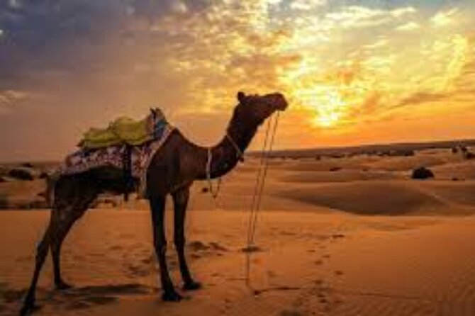 Royal Safari Jeep - Quad - Buggy - Show and Dinner From Hurghada - Additional Information