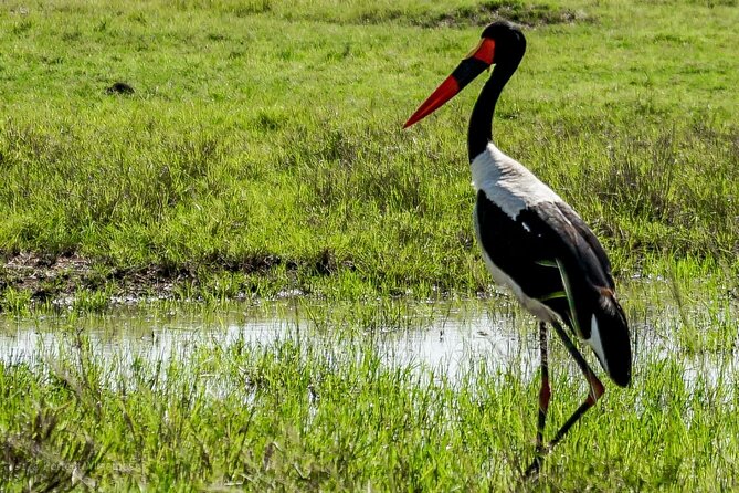 Safari to Amboseli National Park Group Day Tour - Cancellation Policy