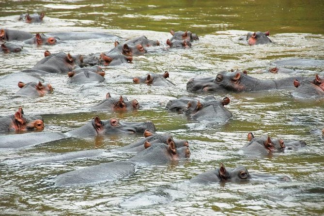 Safari to Kibaale Forest, Queen Elizabeth and Lake Mburo National Parks - Wildlife Safari Adventure