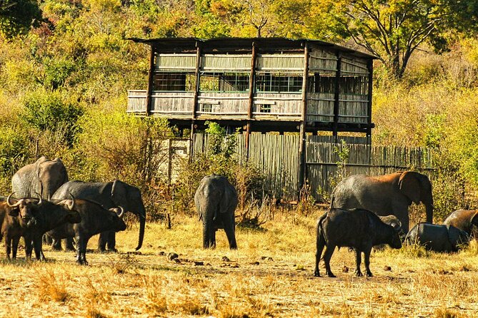 Safari With High Tea in Chamabondo National Park in 4x4 Jeep - Important Reminders