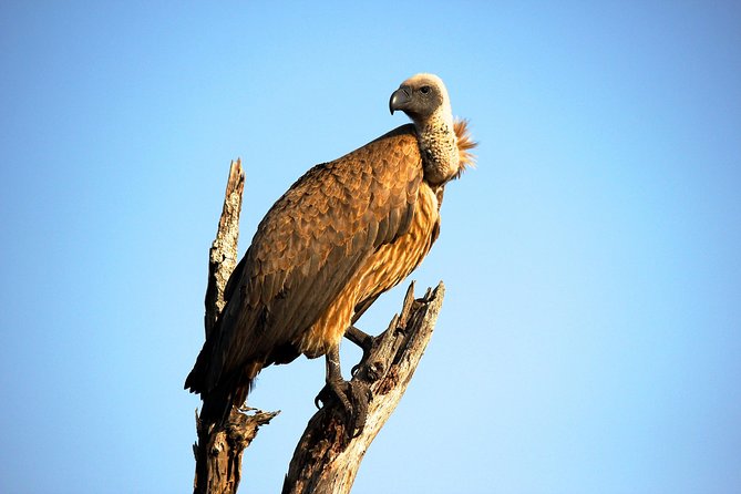 Safari Zimbabwe and Botswana - Frequently Asked Questions