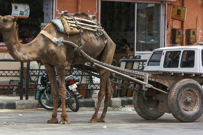 Samode Town Excursion- a Visit to a Unique Rajasthan Town With Private Transfers