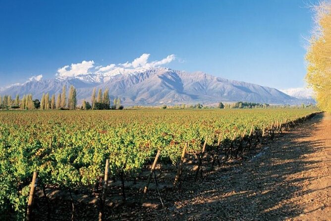 Santiago City & Concha Y Toro Vineyard Private Tour - Operator Background