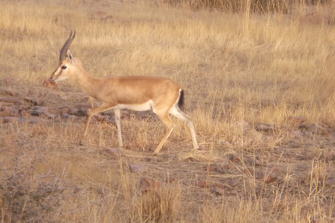 Sariska Wild Life Tour By Private Car With Jungle Safari Gypsy - Transportation Options