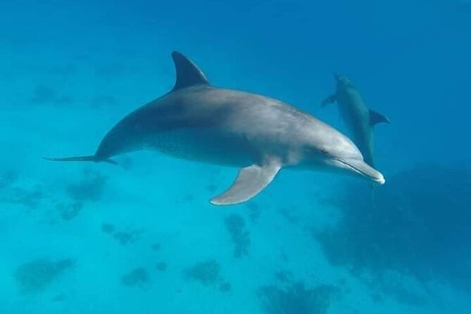 Satayeh Reef Swim With Dolphin and Snorkeling Sea Trip -Marsa Alam - Meeting and Pickup